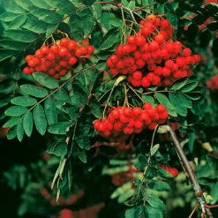 Rönn 50-80 Cm, 10-pack -Hot Sale Wexthuset Store ronnbar pa sorbus aucuparia