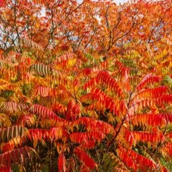Rönnsumak, 3-pack -Hot Sale Wexthuset Store ronnsumak 3 1