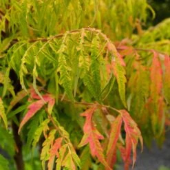 Rönnsumak 'Tiger Eyes', 1-pack -Hot Sale Wexthuset Store ronnsumak tiger eyes 2