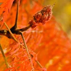 Rönnsumak 'Tiger Eyes', 5-pack 7 Rönnsumak 'Tiger Eyes', 5-pack -Hot Sale Wexthuset Store ronnsumak tiger eyes 3 2