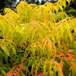 Rönnsumak 'Tiger Eyes', 5-pack