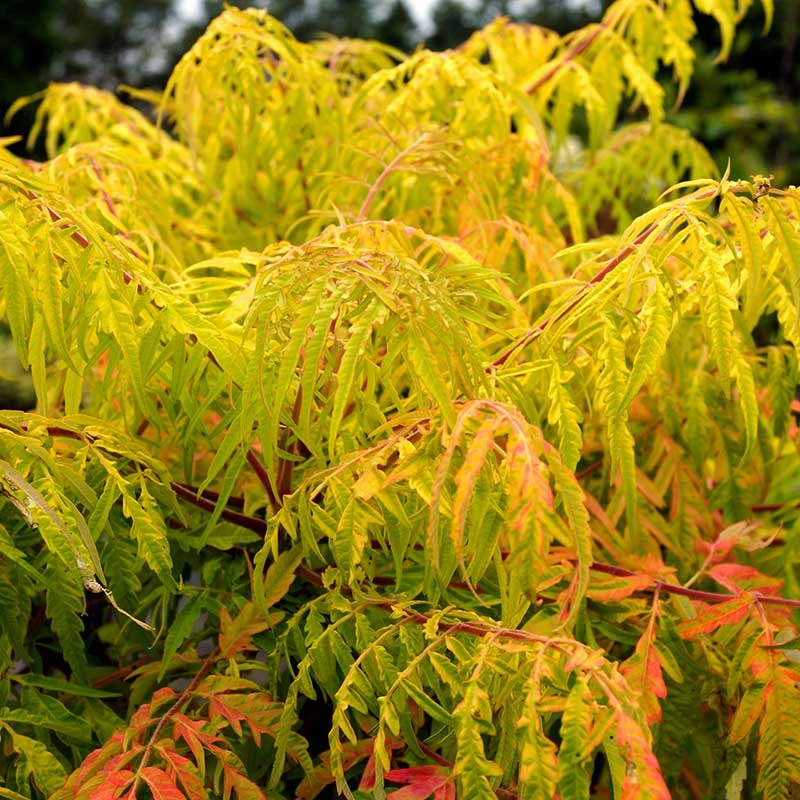 Rönnsumak 'Tiger Eyes', 5-pack 3 Rönnsumak 'Tiger Eyes', 5-pack