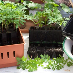 Minidrivhus Rootmaster, Svart -Hot Sale Wexthuset Store rootmaster pluggplantering 1