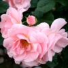 Floribundaros 'Astrid Lindgren' -Hot Sale Wexthuset Store ros astrid lindgren