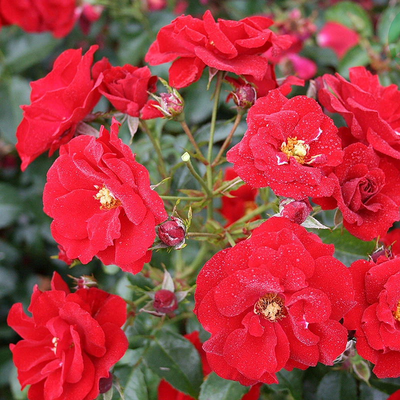 Ros 'Austriana' 3 Ros 'Austriana'