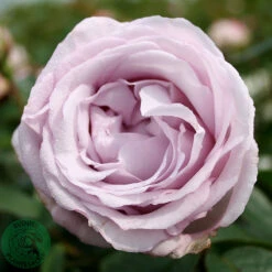 Ros 'Bering Renaissance'