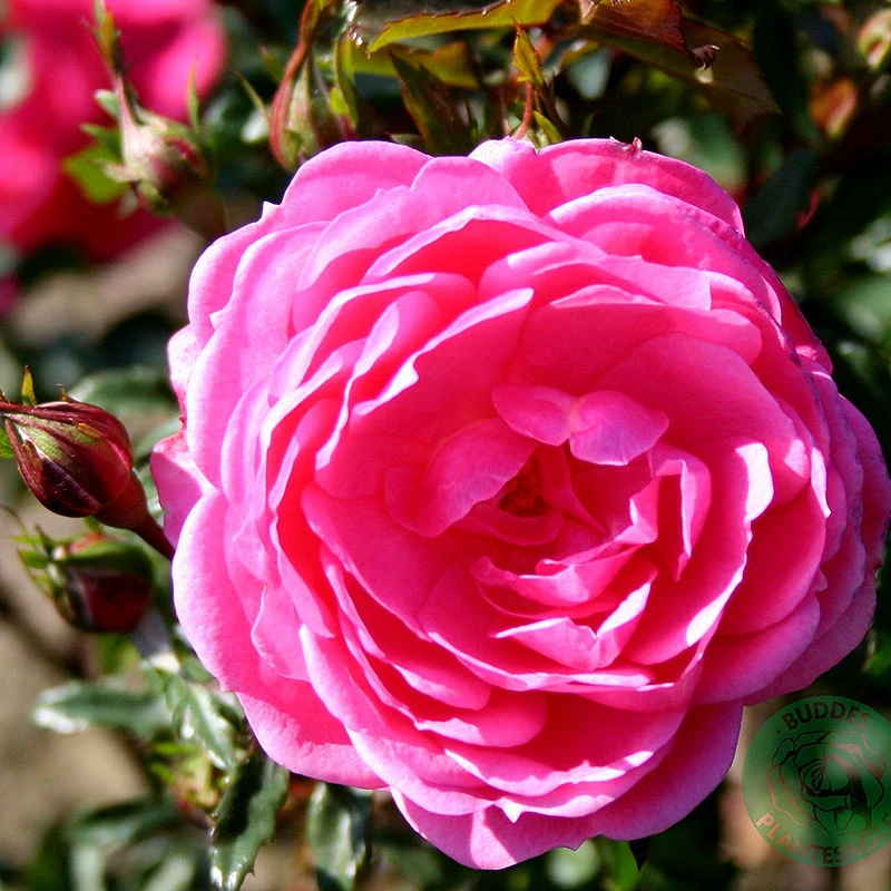 Ros 'Boogie-Woogie' 3 Ros 'Boogie-Woogie'