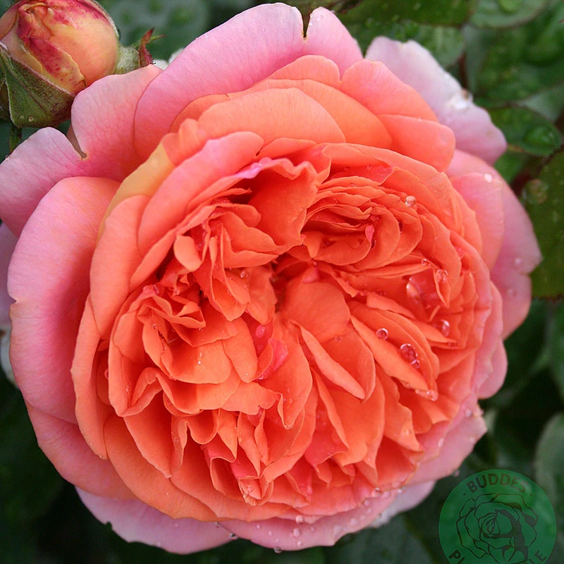 Ros 'Chippendale' 3 Ros 'Chippendale'