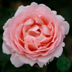 Ros 'Clair Renaissance'