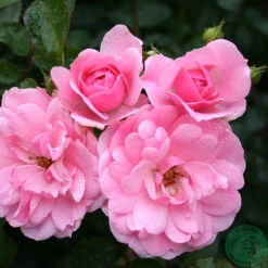 Ros 'Climbing Bonica'