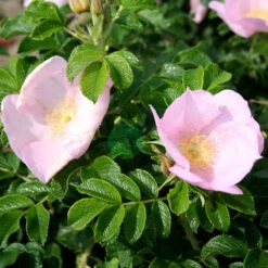 Ros 'Dagmar Hastrup'