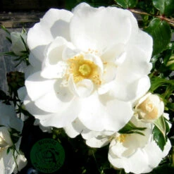 Ros 'Diamond Border'