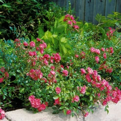 Ros 'Fairy Dance' -Hot Sale Wexthuset Store ros fairy dance i rabatten