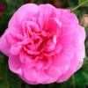 Ros 'Gertrude Jekyll' -Hot Sale Wexthuset Store ros getrude jekyll
