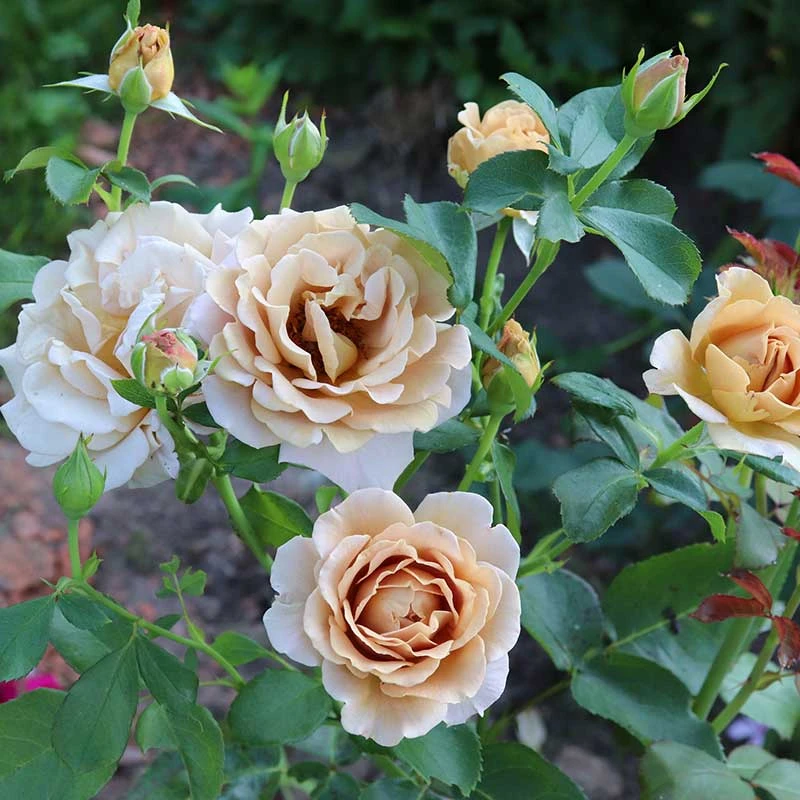 Ros 'Honey Dijon' 4 Ros 'Honey Dijon' - Image 2