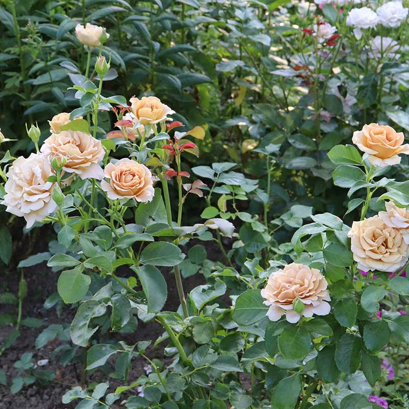 Ros 'Honey Dijon' 5 Ros 'Honey Dijon' - Image 3