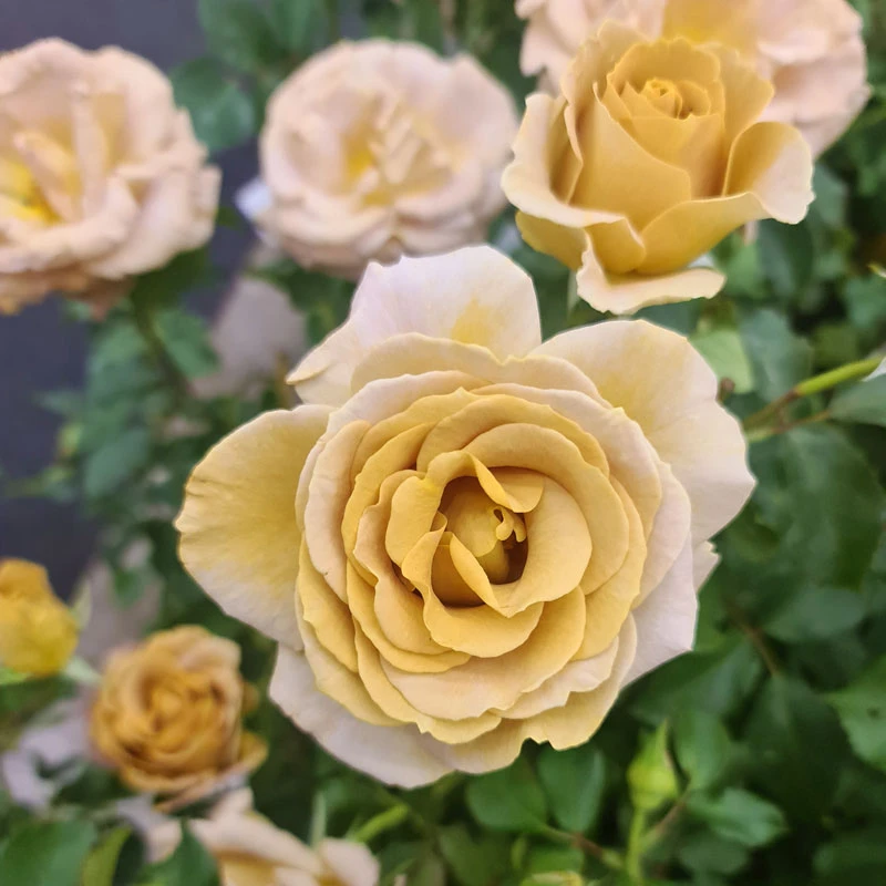 Ros 'Honey Dijon' 3 Ros 'Honey Dijon'