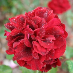 Ros 'Isabel Renaissance'