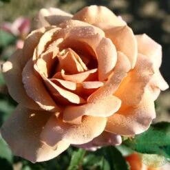 Ros 'Koko Loko' -Hot Sale Wexthuset Store ros koko loko 1 pack