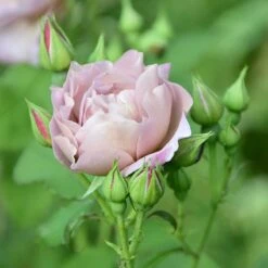 Ros 'Koko Loko' -Hot Sale Wexthuset Store ros koko loko