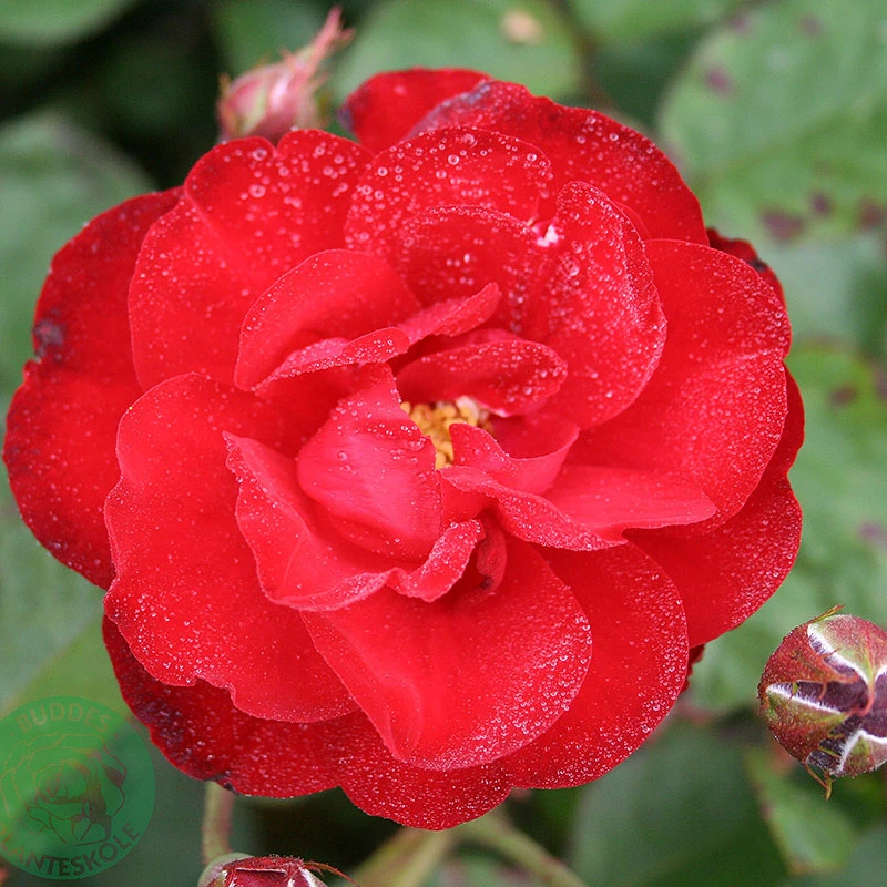 Ros 'Lilli Marleen' 3 Ros 'Lilli Marleen'