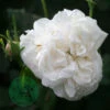Ros 'Madame Plantier' -Hot Sale Wexthuset Store ros madame plantier