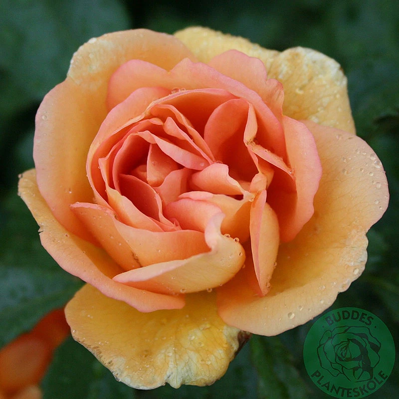 Ros 'Maigold' 3 Ros 'Maigold'