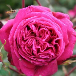 Ros 'Natalie Renaissance'