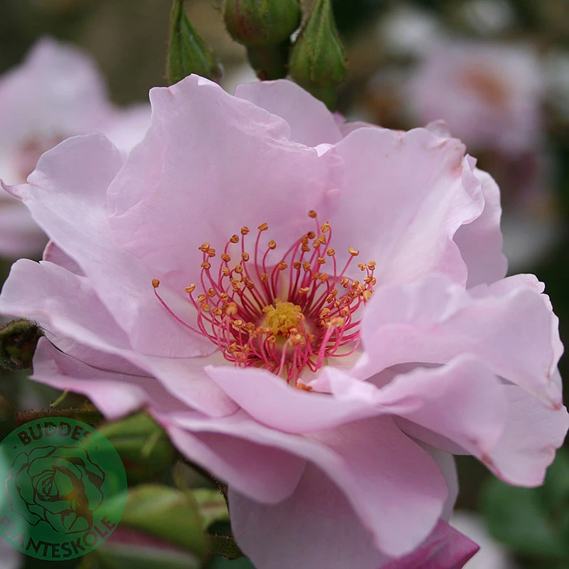 Ros 'Odyssey' 3 Ros 'Odyssey'