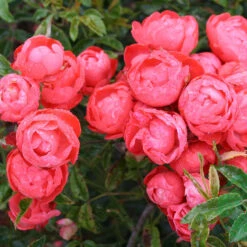 Ros 'Orange Morsdag'