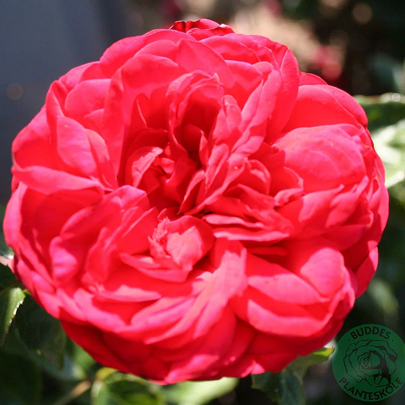 Ros 'Piano' 3 Ros 'Piano'