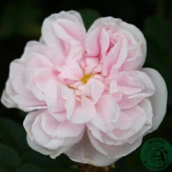 Ros 'Stanwell Perpetual'