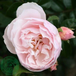 Ros 'Strawberry Hill'