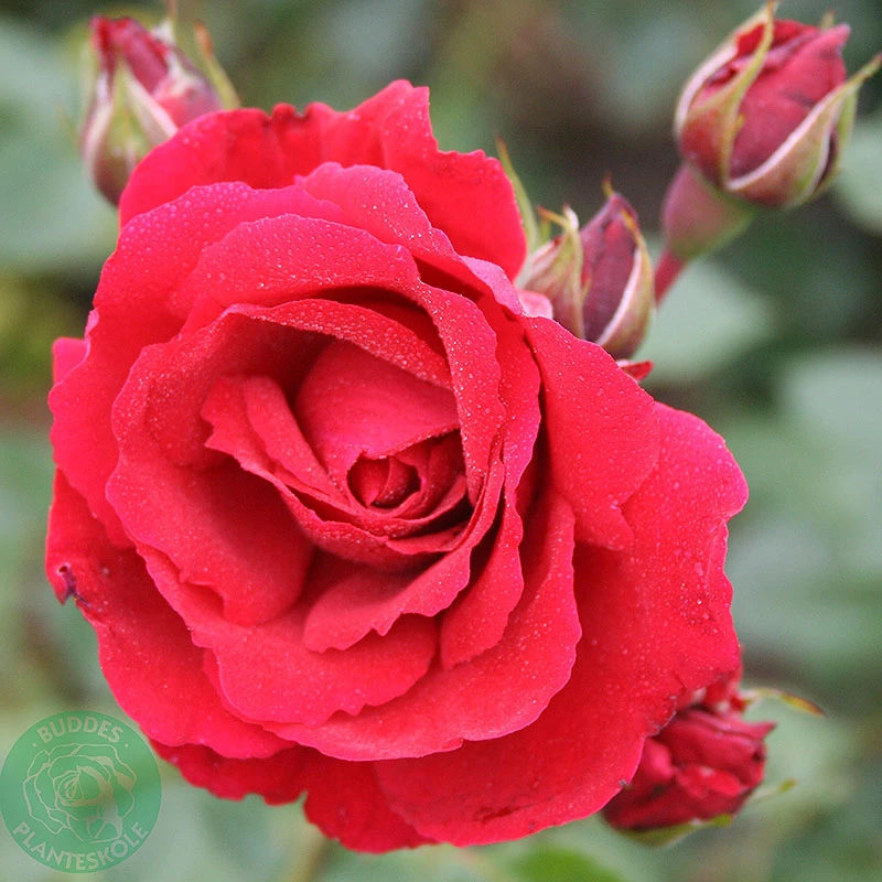 Ros 'Sympathie' 3 Ros 'Sympathie'