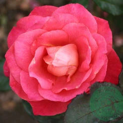 Ros 'Thor Heyerdahl'