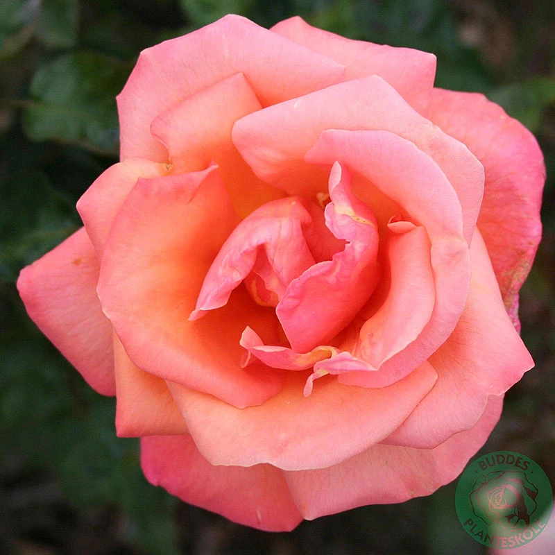 Ros 'Troika' 3 Ros 'Troika'