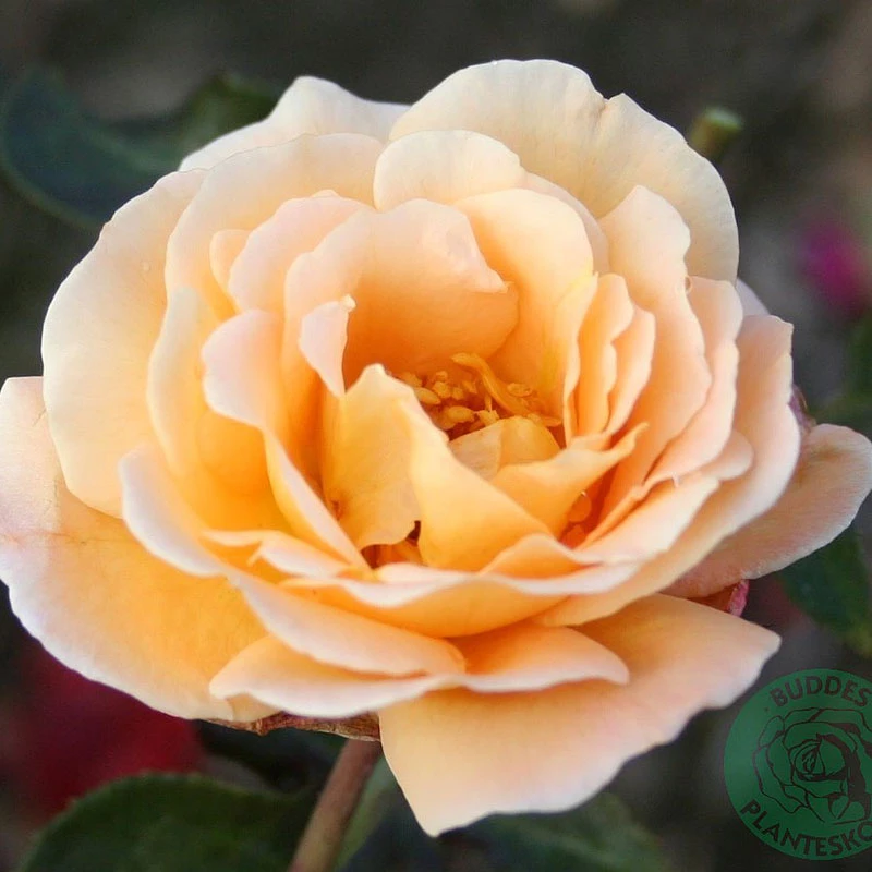 Ros 'Whisky Mac' 3 Ros 'Whisky Mac'