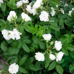 Ros 'White Grootendorst'