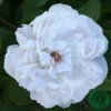 Ros 'White Jacques Cartier' 1 Ros 'White Jacques Cartier' -Hot Sale Wexthuset Store ros white jacques cartier