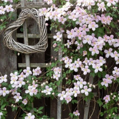 Bergklematis Clematis Montana Var. Rubens -Hot Sale Wexthuset Store rosa bergsklematis montana rubens