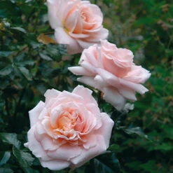 Ros 'Kalmar' -Hot Sale Wexthuset Store rosa ros kalmar