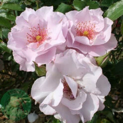 Ros 'Odyssey' 5 Ros 'Odyssey' -Hot Sale Wexthuset Store rosa ros odyssey