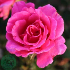 Ros 'Prinsessa Alexandra' -Hot Sale Wexthuset Store rosa ros prinsessa alexandra