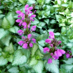 Rosenplister Rosablommande, 6-pack