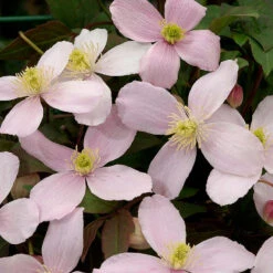 Bergklematis Clematis Montana Var. Rubens -Hot Sale Wexthuset Store rosablommande bergklematis