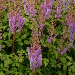 Dvärgastilbe, 3-pack