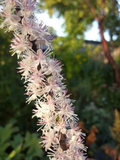 Höstsilverax 'Pink Spike', 2L -Hot Sale Wexthuset Store rosablommande hostsilverax pink spike