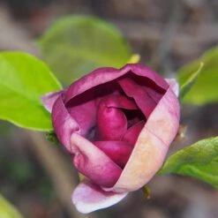 Rosenmagnolia 'Genie', 1-pack -Hot Sale Wexthuset Store rosenmagnolia genie 2 1