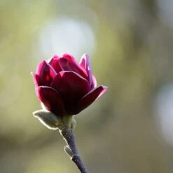 Rosenmagnolia 'Genie', 5-pack -Hot Sale Wexthuset Store rosenmagnolia genie 3