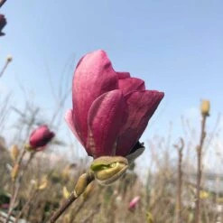 Rosenmagnolia 'Genie', 1-pack -Hot Sale Wexthuset Store rosenmagnolia genie 4 1